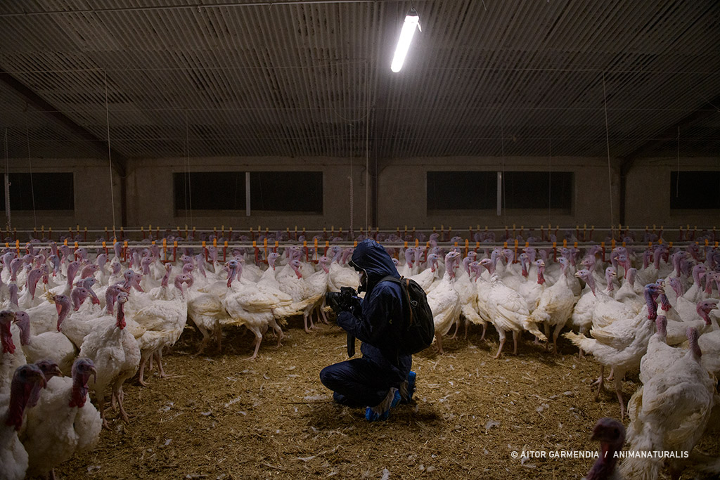 Overcrowding, disease, malnutrition, pain and death. That's a farm.