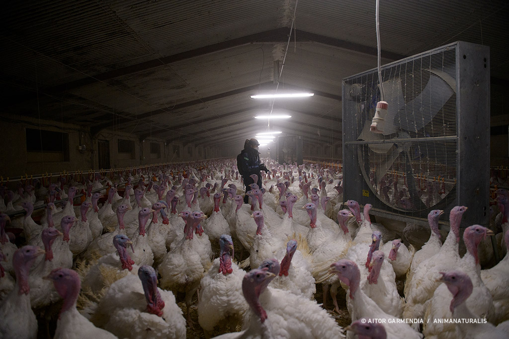 Overcrowding, disease, malnutrition, pain and death. That's a farm.